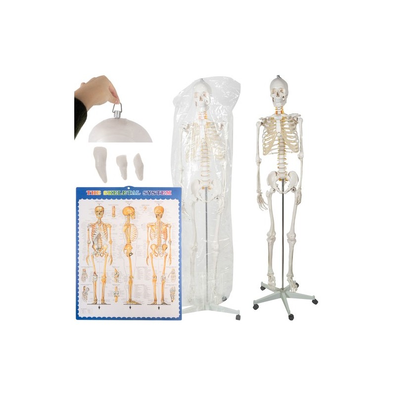 SZKIELET CZŁOWIEKA 170CM - EDUKACYJNY MODEL ANATOMICZNY