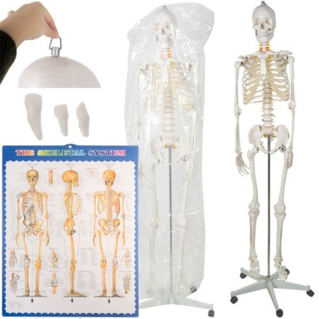 SZKIELET CZŁOWIEKA 170CM - EDUKACYJNY MODEL ANATOMICZNY
