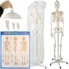 SZKIELET CZŁOWIEKA 170CM - EDUKACYJNY MODEL ANATOMICZNY
