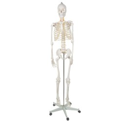 SZKIELET CZŁOWIEKA 170CM - EDUKACYJNY MODEL ANATOMICZNY