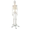SZKIELET CZŁOWIEKA 170CM - EDUKACYJNY MODEL ANATOMICZNY
