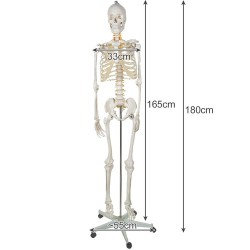 SZKIELET CZŁOWIEKA 170CM - EDUKACYJNY MODEL ANATOMICZNY
