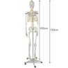SZKIELET CZŁOWIEKA 170CM - EDUKACYJNY MODEL ANATOMICZNY