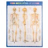 SZKIELET CZŁOWIEKA 170CM - EDUKACYJNY MODEL ANATOMICZNY