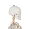 SZKIELET CZŁOWIEKA 170CM - EDUKACYJNY MODEL ANATOMICZNY