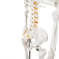 SZKIELET CZŁOWIEKA 170CM - EDUKACYJNY MODEL ANATOMICZNY