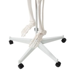 SZKIELET CZŁOWIEKA 170CM - EDUKACYJNY MODEL ANATOMICZNY