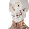 SZKIELET CZŁOWIEKA 170CM - EDUKACYJNY MODEL ANATOMICZNY