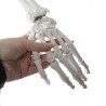 SZKIELET CZŁOWIEKA 170CM - EDUKACYJNY MODEL ANATOMICZNY