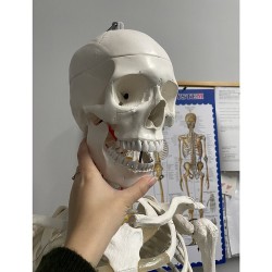 SZKIELET CZŁOWIEKA 170CM - EDUKACYJNY MODEL ANATOMICZNY