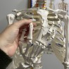 SZKIELET CZŁOWIEKA 170CM - EDUKACYJNY MODEL ANATOMICZNY