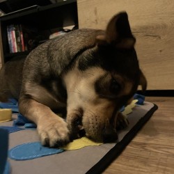 MATA WĘCHOWA DLA PSA - ZAJĘCIE I TRENING DLA CZWORONOGA