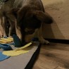 MATA WĘCHOWA DLA PSA - ZAJĘCIE I TRENING DLA CZWORONOGA