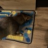 MATA WĘCHOWA DLA PSA - ZAJĘCIE I TRENING DLA CZWORONOGA