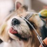 NOŻYCZKI DO STRZYŻENIA PSÓW - PROFESJONALNE NARZĘDZIE DO GROOMINGU